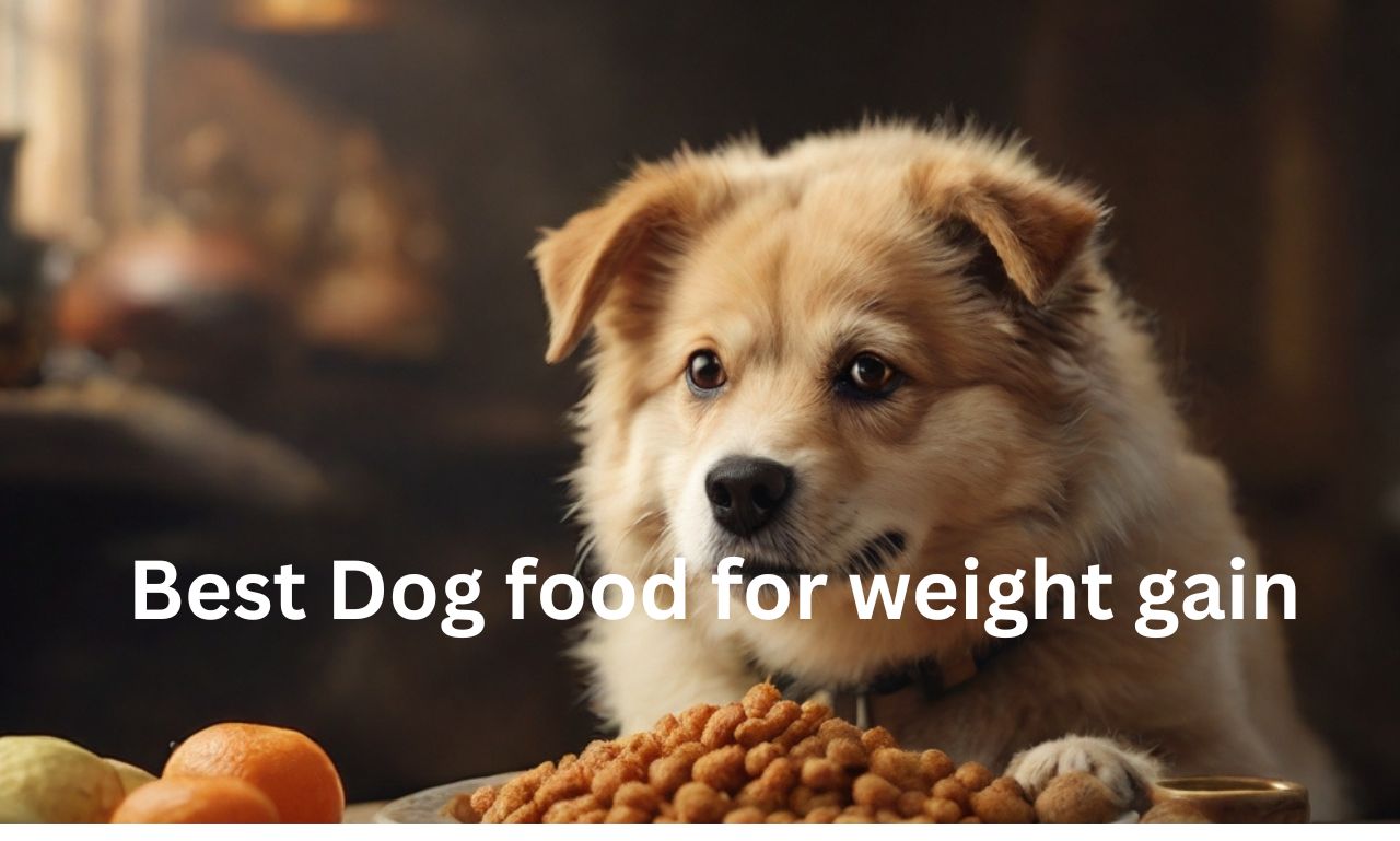Best Dog food for weight gain