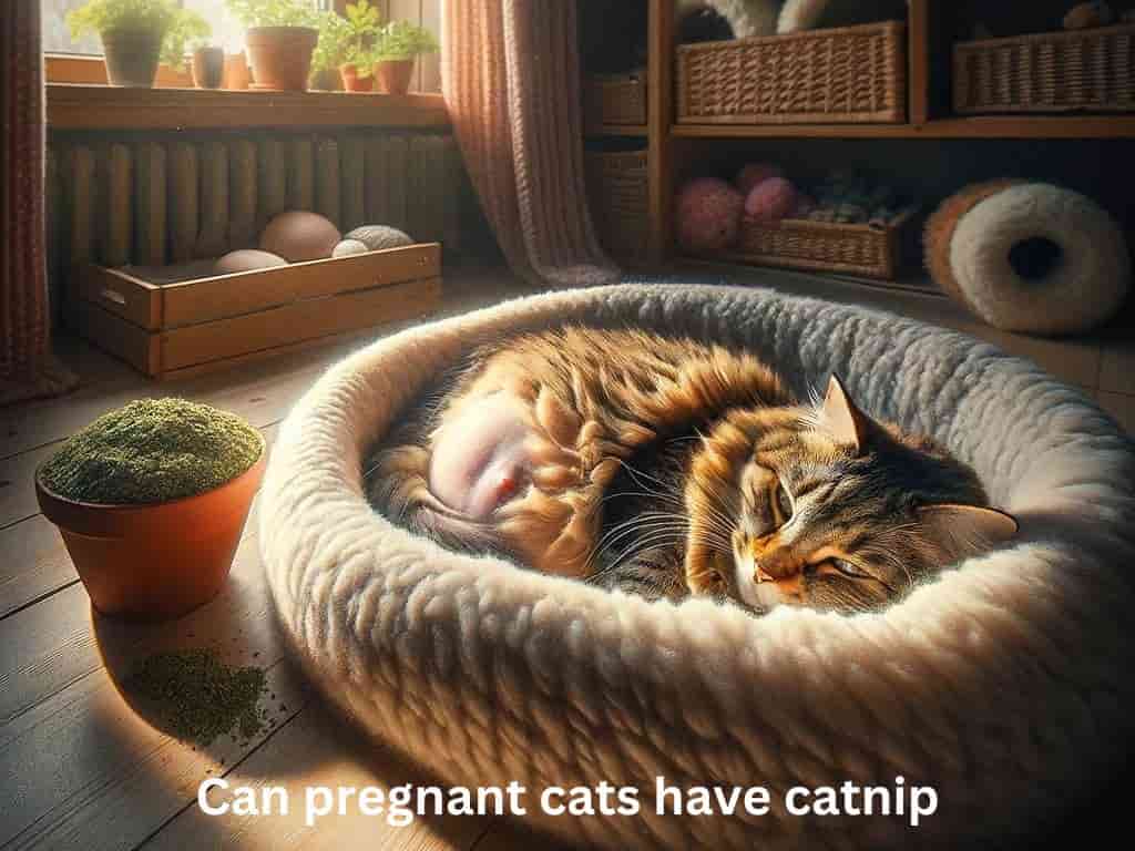 pregnant cat