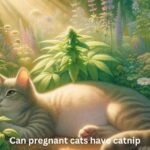 Can pregnant cats have catnip