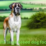 Best Large Breed Dog Food